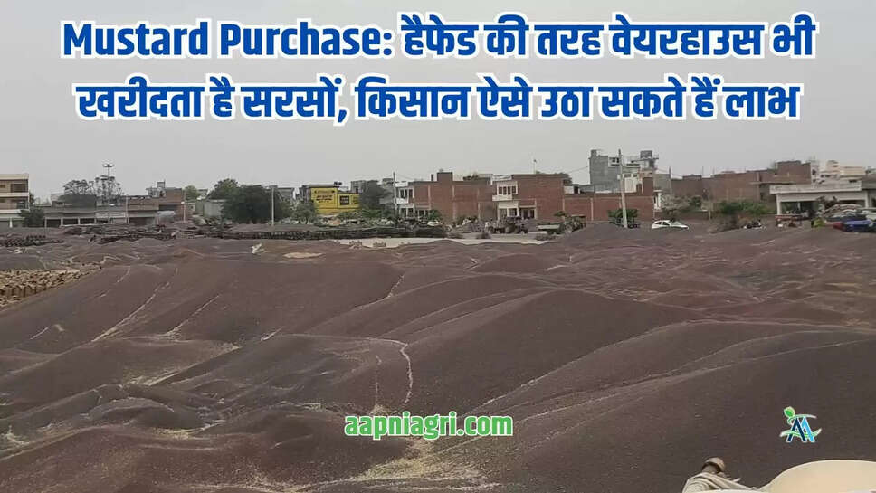 Mustard Purchase: हैफेड की तरह वेयरहाउस भी खरीदता है सरसों, किसान ऐसे उठा सकते हैं लाभ