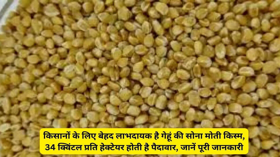 किसानों के लिए बेहद लाभदायक है गेहूं की सोना मोती किस्म, 34 क्विंटल प्रति हेक्टेयर होती है पैदावार, जानें पूरी जानकारी