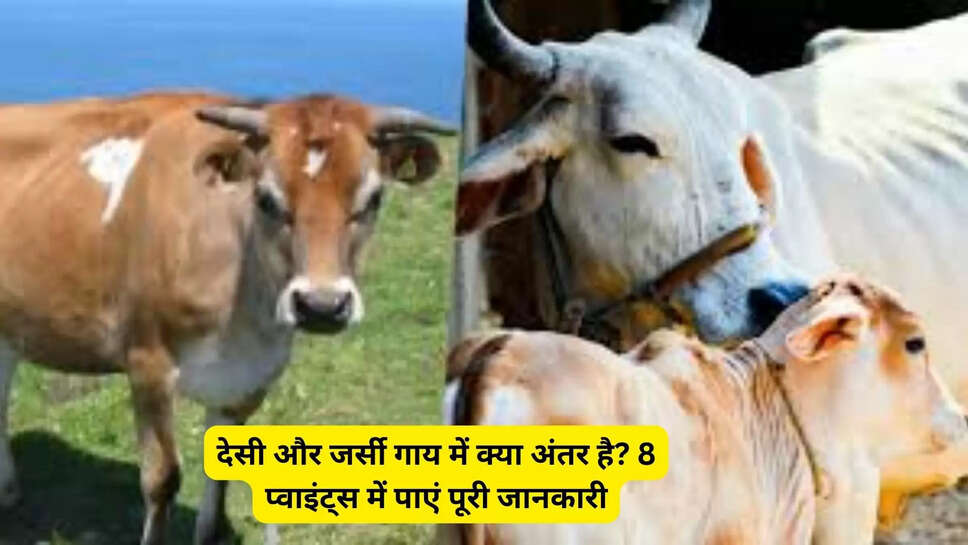 देसी और जर्सी गाय में क्या अंतर है? 8 प्वाइंट्स में पाएं पूरी जानकारी