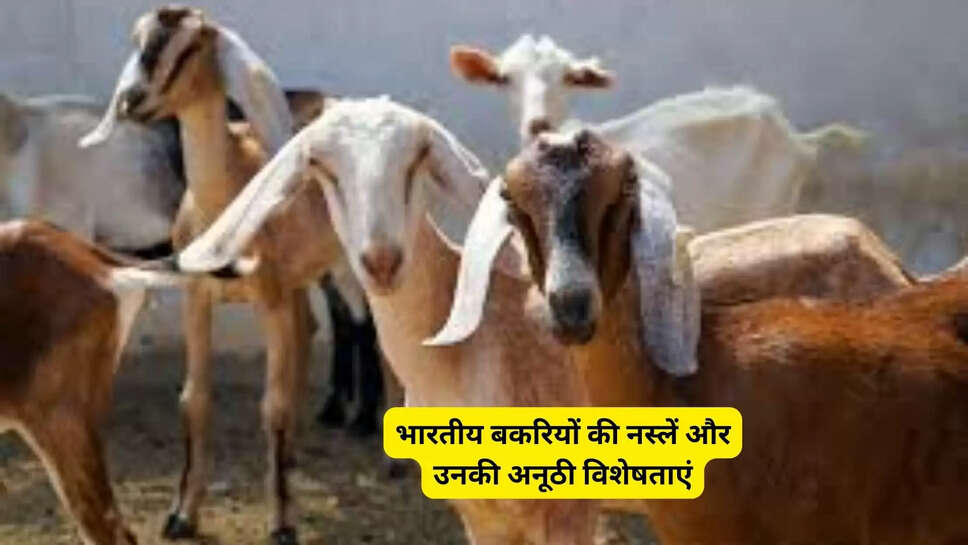 भारतीय बकरियों की नस्लें और उनकी अनूठी विशेषताएं
