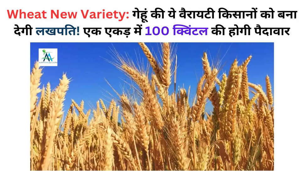 Wheat New Variety: गेहूं की ये वैरायटी किसानों को बना देगी लखपति! एक एकड़ में 100 क्विंटल की होगी पैदावार