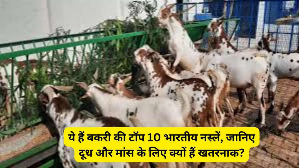 ये हैं बकरी की टॉप 10 भारतीय नस्लें, जानिए दूध और मांस के लिए क्यों हैं खतरनाक?