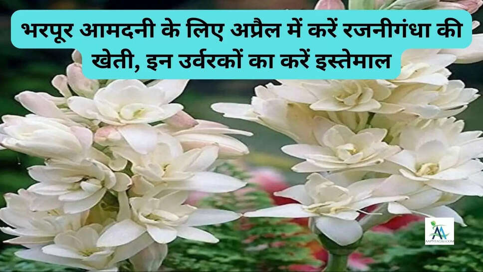 भरपूर आमदनी के लिए अप्रैल में करें रजनीगंधा की खेती, इन उर्वरकों का करें इस्तेमाल