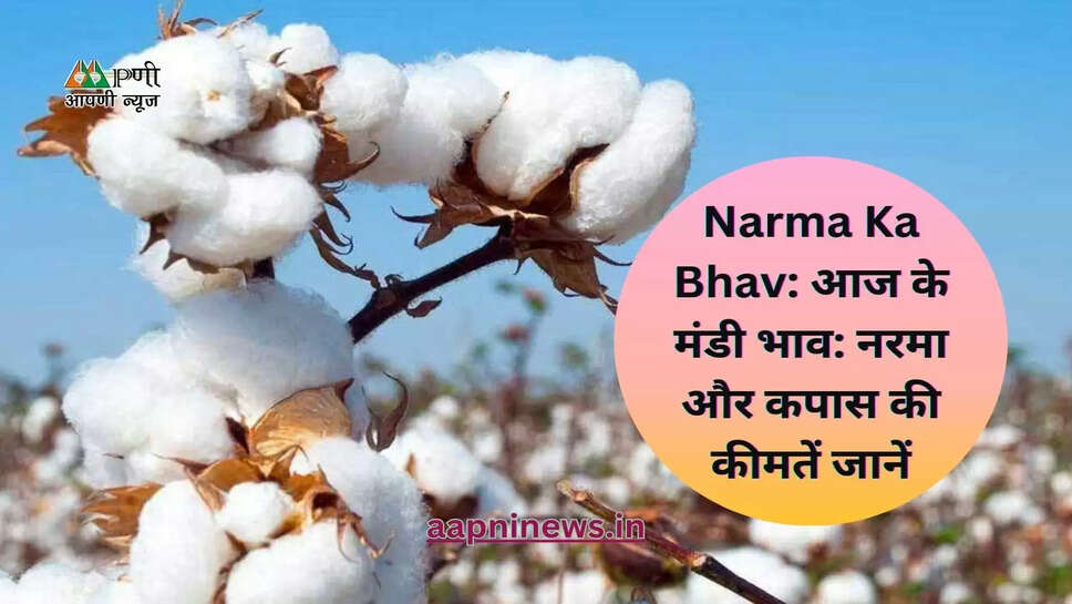 Narma Ka Bhav: आज के मंडी भाव: नरमा और कपास की कीमतें जानें