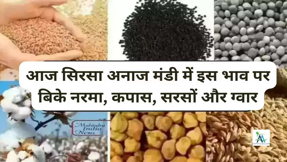 आज सिरसा अनाज मंडी में इस भाव पर बिके नरमा, कपास, सरसों और ग्वार