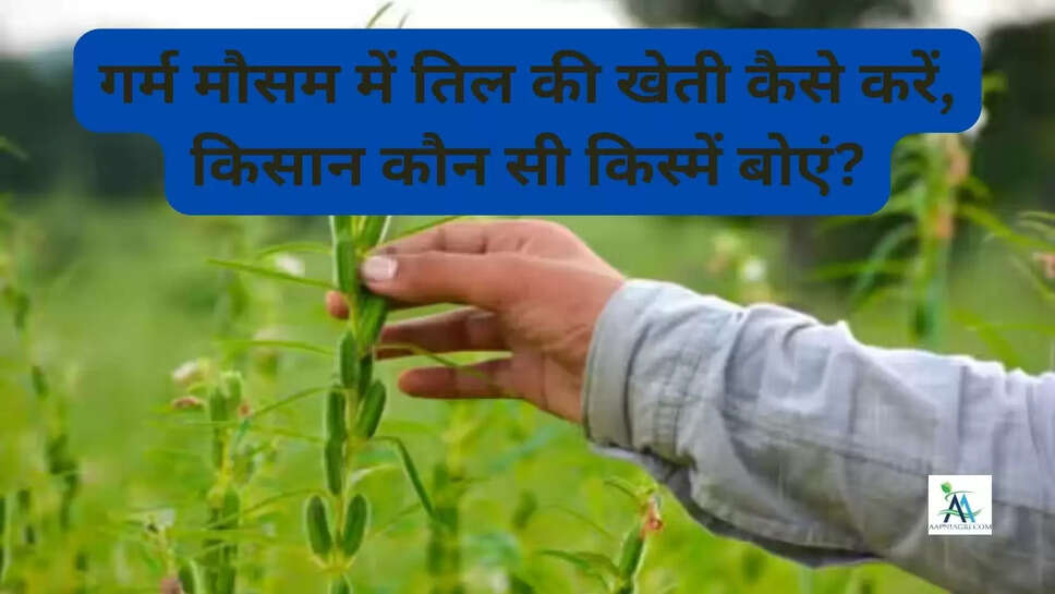 गर्म मौसम में तिल की खेती कैसे करें, किसान कौन सी किस्में बोएं?