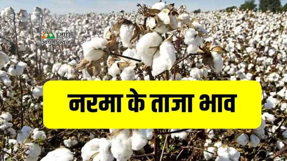 Today Mandi Bhav: नरमा के ताजा भाव, जानें हरियाणा और राजस्थान की मंडियों में ताजा भाव