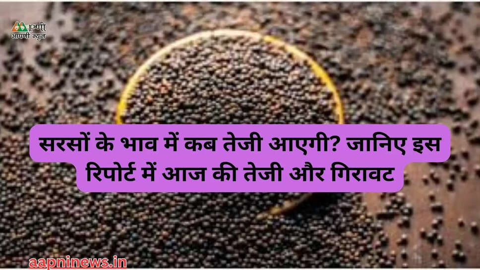 सरसों के भाव में कब तेजी आएगी? जानिए इस रिपोर्ट में आज की तेजी और गिरावट