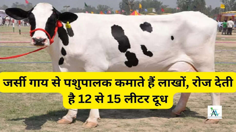 जर्सी गाय से पशुपालक कमाते हैं लाखों, रोज देती है 12 से 15 लीटर दूध