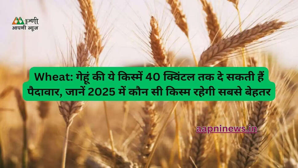 Wheat: गेहूं की ये किस्में 40 क्विंटल तक दे सकती हैं पैदावार, जानें 2025 में कौन सी किस्म रहेगी सबसे बेहतर
