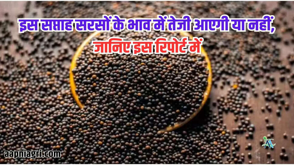इस सप्ताह सरसों के भाव में तेजी आएगी या नहीं, जानिए इस रिपोर्ट में 