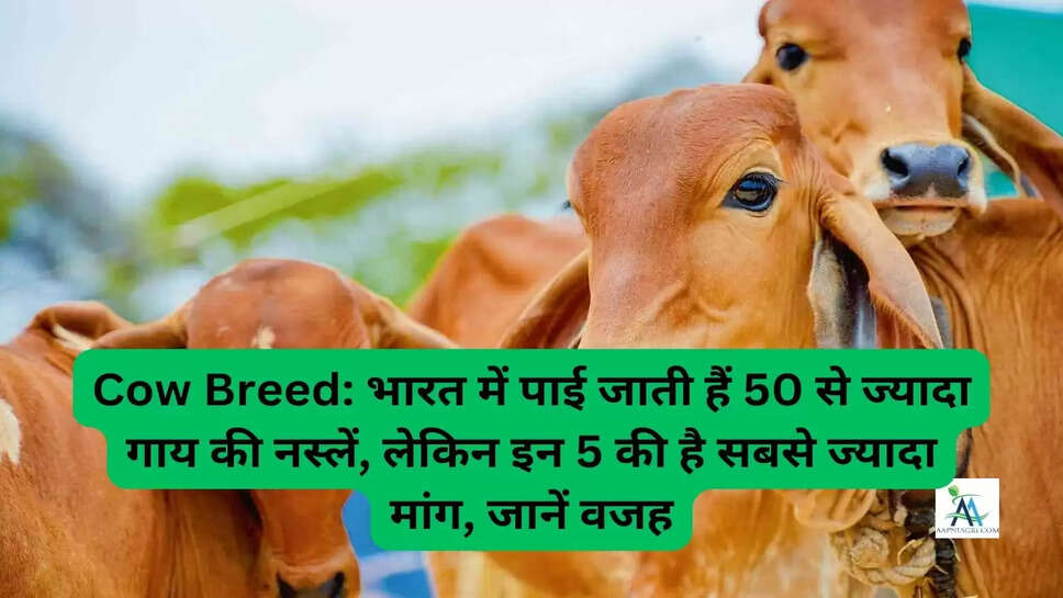 Cow Breed: भारत में पाई जाती हैं 50 से ज्यादा गाय की नस्लें, लेकिन इन 5 की है सबसे ज्यादा मांग, जानें वजह
