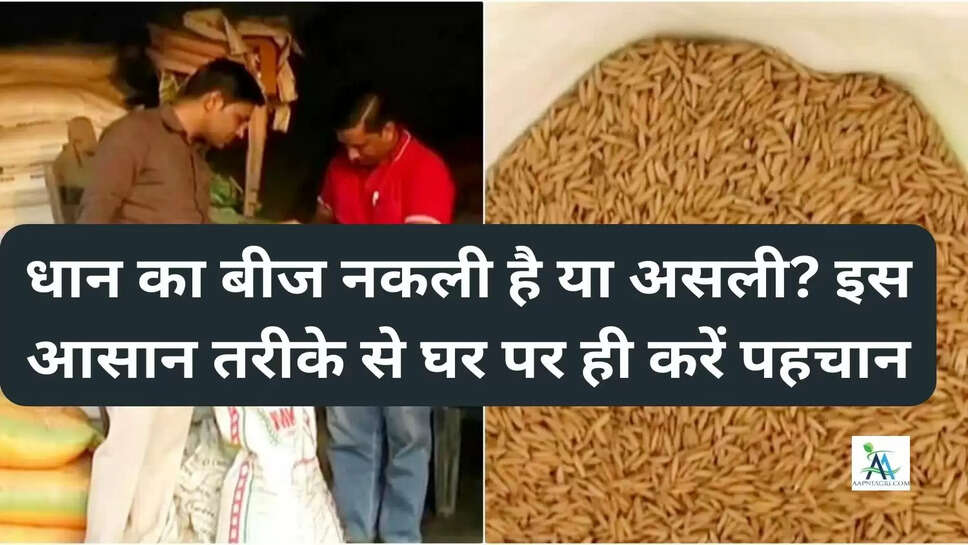 धान का बीज नकली है या असली? इस आसान तरीके से घर पर ही करें पहचान