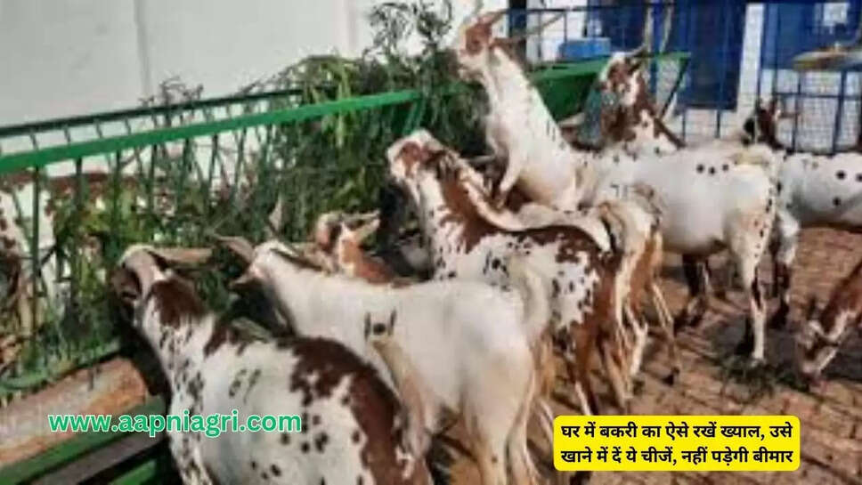 घर में बकरी का ऐसे रखें ख्याल, उसे खाने में दें ये चीजें, नहीं पड़ेगी बीमार