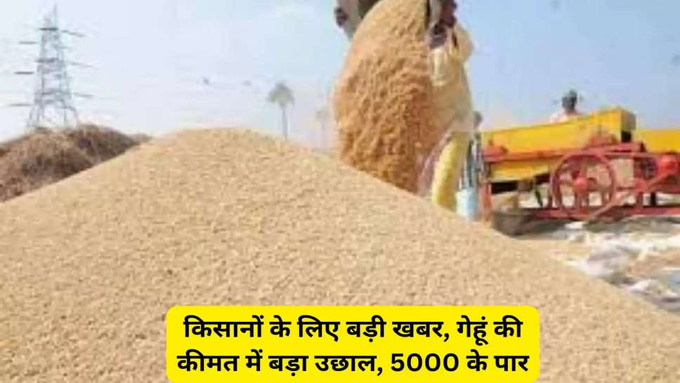 किसानों के लिए बड़ी खबर, गेहूं की कीमत में बड़ा उछाल, 5000 के पार