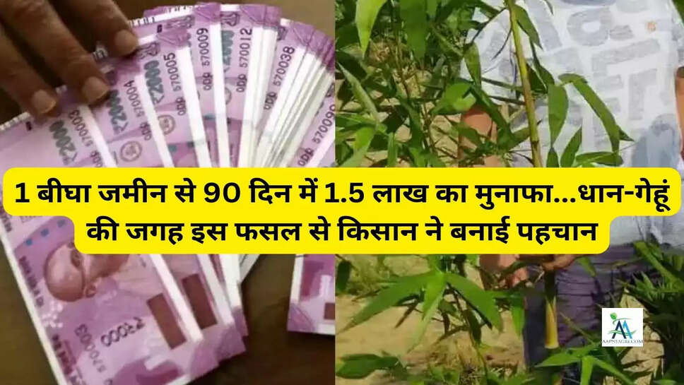 1 बीघा जमीन से 90 दिन में 1.5 लाख का मुनाफा...धान-गेहूं की जगह इस फसल से किसान ने बनाई पहचान