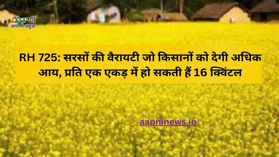 RH 725: सरसों की वैरायटी जो किसानों को देगी अधिक आय, प्रति एक एकड़ में हो सकती हैं 16 क्विंटल
