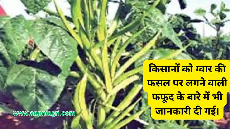 किसानों को ग्वार की फसल पर लगने वाली फफूद के बारे में भी जानकारी दी गई।